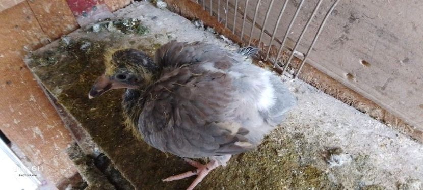 received_971368007602366 - Pui de porumbei voiajori 2022