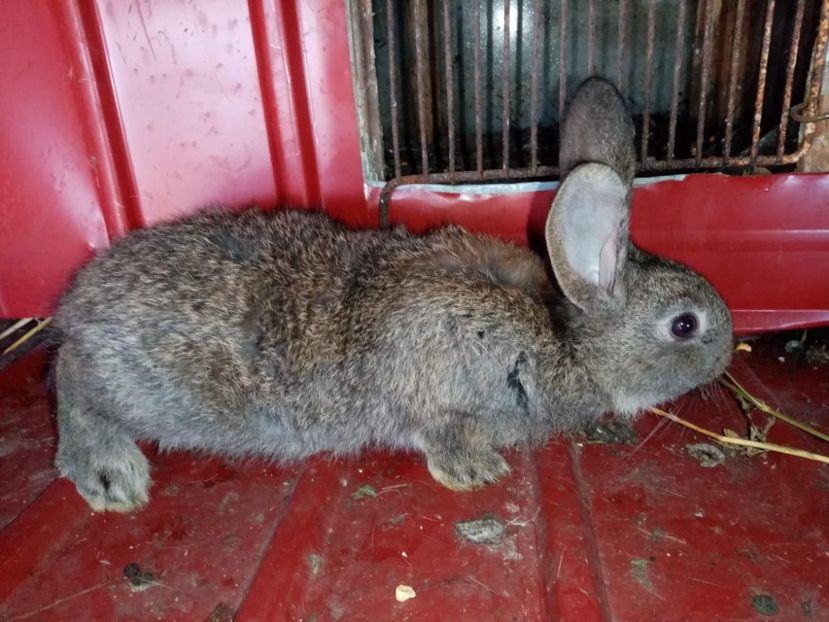 received_247669696819424 - Pui de iepuri comuni 2021