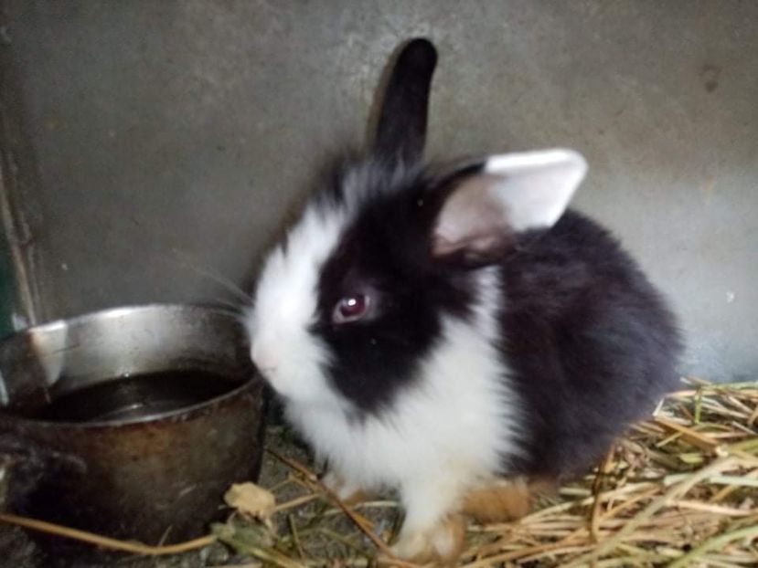 received_187473853440726 - Pui de iepuraș pitic cap de leu 2021