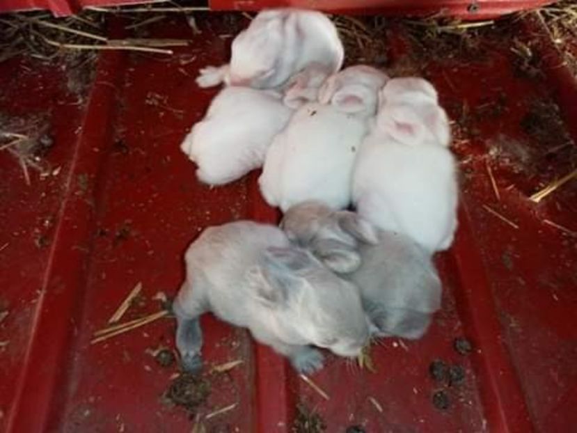 received_945720092840800 - Pui de iepuraș pitic cap de leu 2021