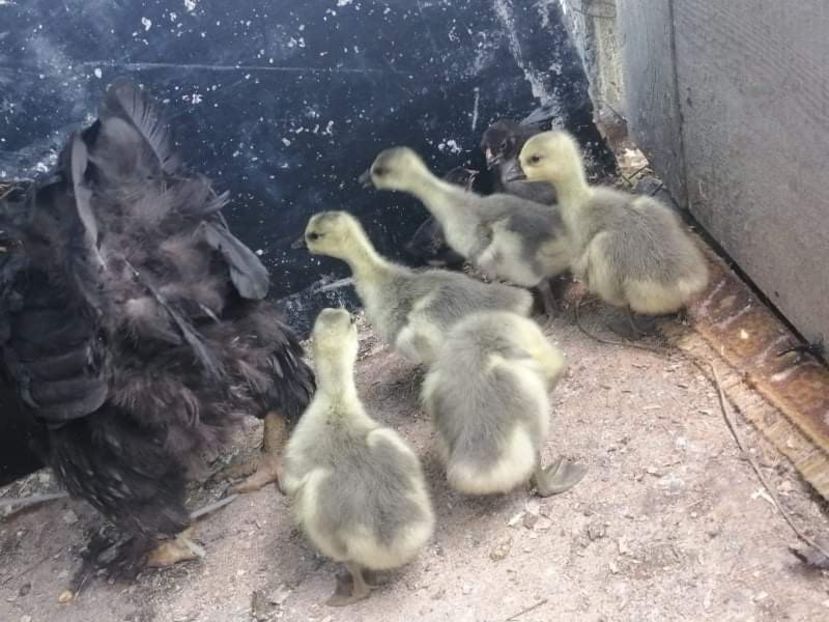 received_857694574826907 - Boboci de gâscă leșească 2021