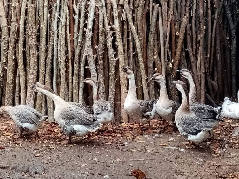 received_925222821754118 - Boboci de gâscă leșească 2021