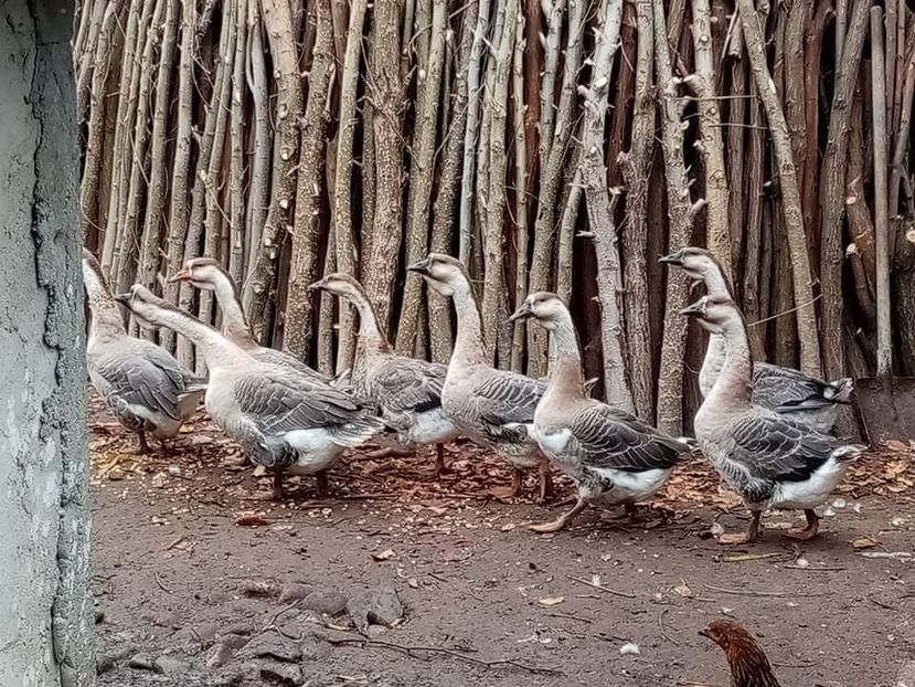 received_983308179198408 - Boboci de gâscă leșească 2021