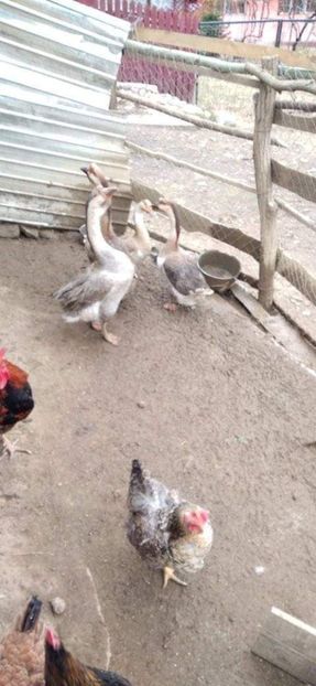 received_527503685632131 - Boboci de gâscă leșească 2021