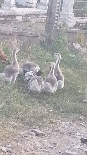 received_1095743257619275 - Boboci de gâscă leșească 2021