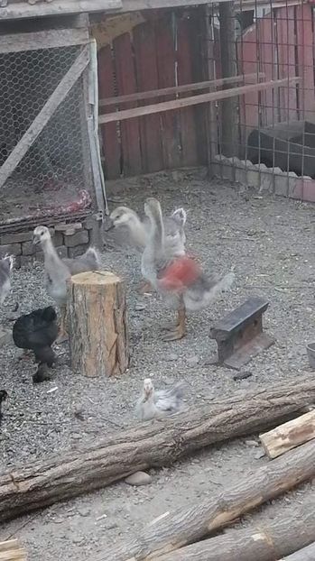 received_357022802567923 - Boboci de gâscă leșească 2021