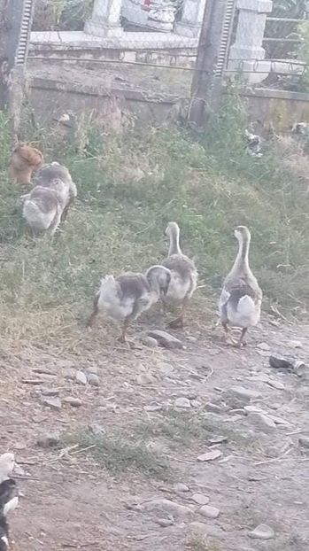 received_353203826262201 - Boboci de gâscă leșească 2021