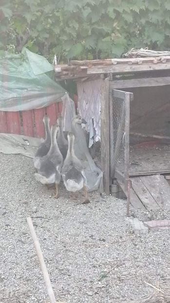 received_352032033299413 - Boboci de gâscă leșească 2021