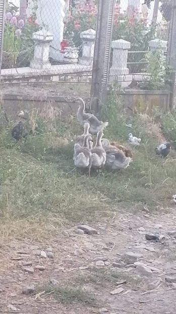 received_226995085962822 - Boboci de gâscă leșească 2021