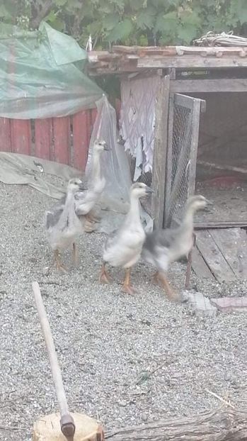 received_266300864825842 - Boboci de gâscă leșească 2021
