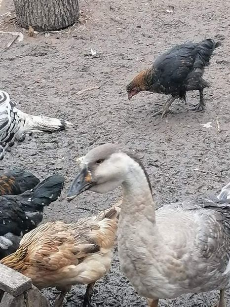 received_204404675154292 - Boboci de gâscă leșească 2021