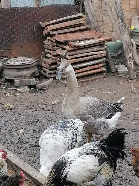 received_226798152713918 - Boboci de gâscă leșească 2021