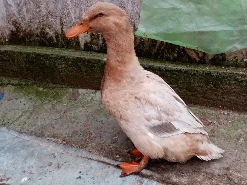 received_1201789570241484 - Matca de rațe românești moțate 2021