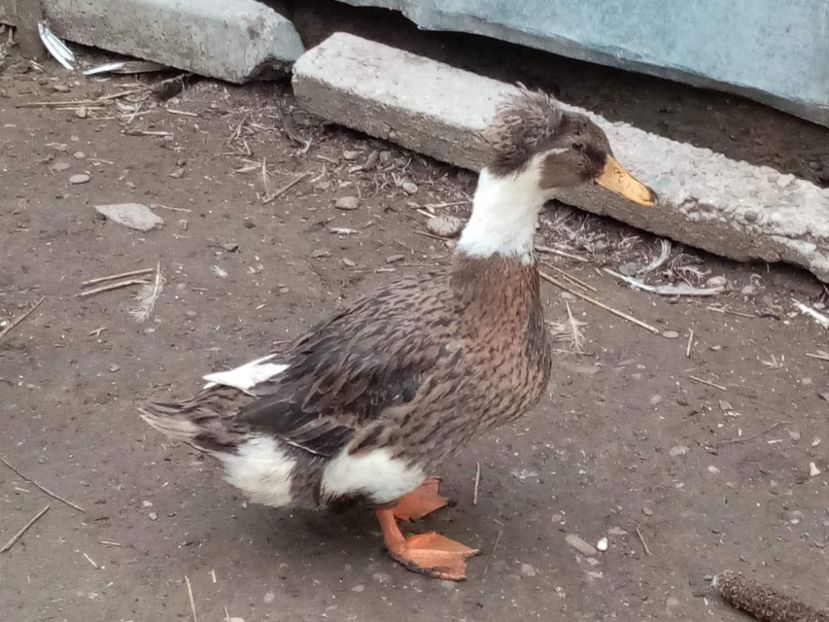 received_3281203295489398 - Matca de rațe românești moțate 2021