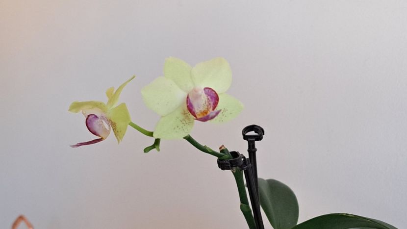  - Phalaenopsis 2