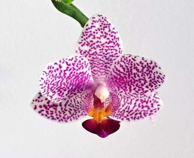  - Phalaenopsis 2