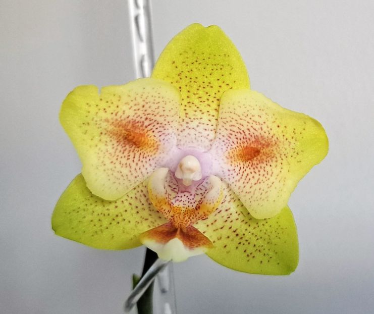  - Phalaenopsis 2