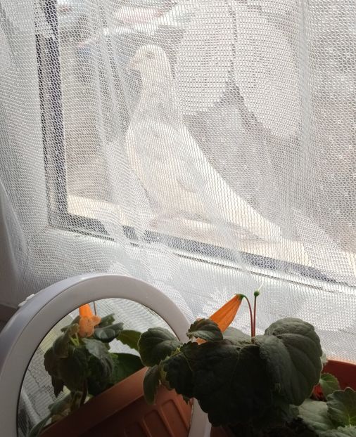  - Căutând bucuria la pas