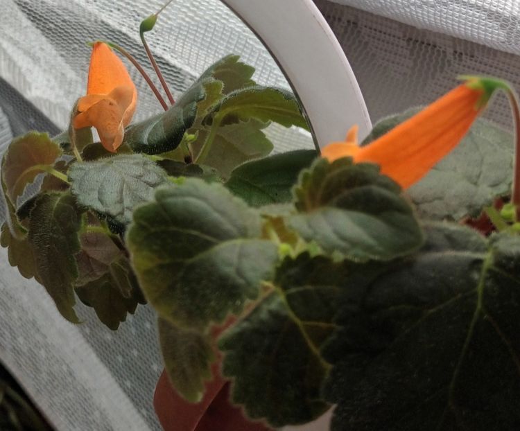 Dale_s Clownfish - Printre Gesneriaceae