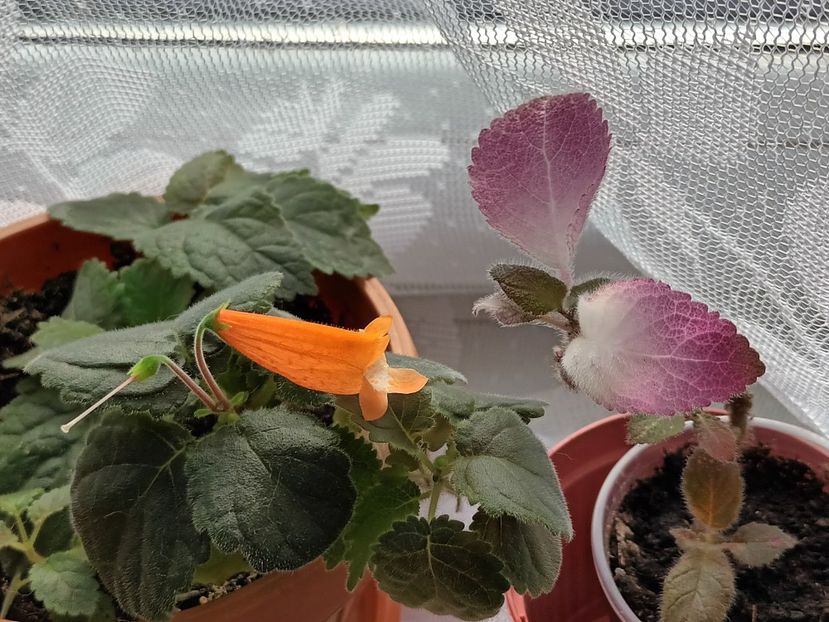  - Linişte şi flori