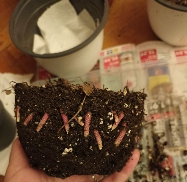 2❤️23 O coronita de rizomi, asa era tot ghiveciul! - Achi la recoltat