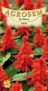 prod_1416063795_SALVIA-rosie - Straturi cu flori