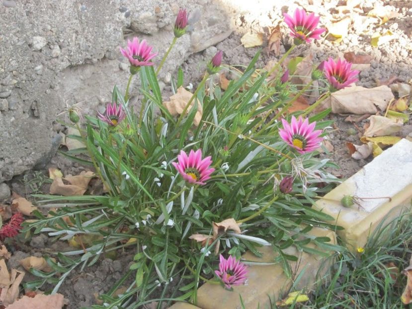 Gazania - Straturi cu flori