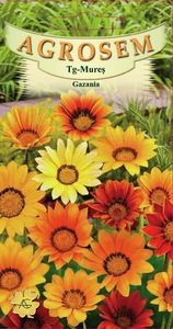prod_1447260884_GAZANIA - Straturi cu flori