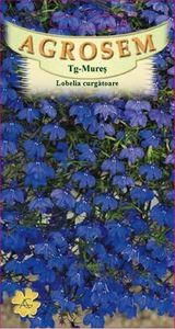 prod_1447261704_LOBELIA_CURGATOARE - Flori in ghivece