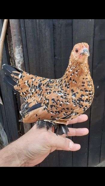 vanduta - De vanzare gainuse mi de flori