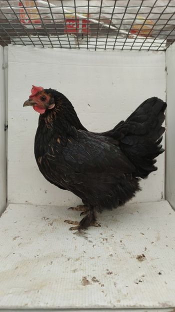 vanduta - De vanzare gainuse mi de flori