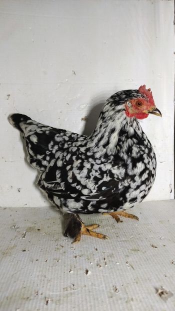 vanduta - De vanzare gainuse mi de flori