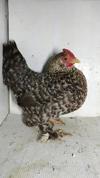 vanduta - De vanzare gainuse mi de flori