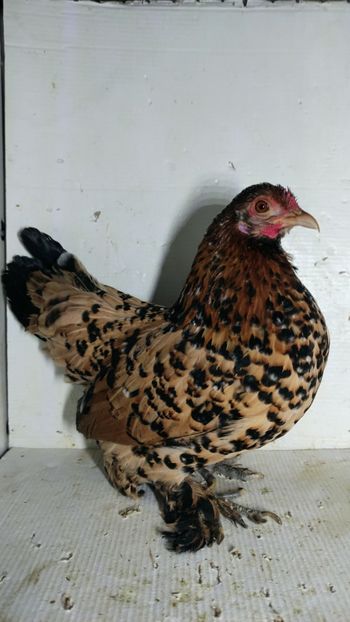 vanduta - De vanzare gainuse mi de flori