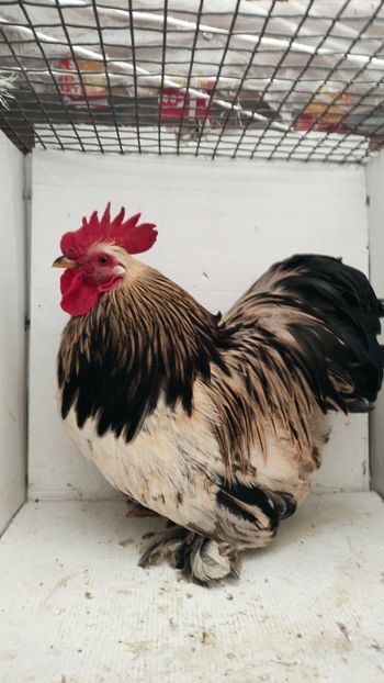 vandut - De vanzare gainuse mi de flori