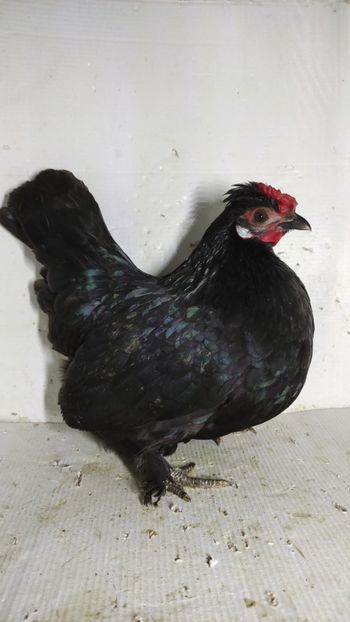 vanduta - De vanzare gainuse mi de flori