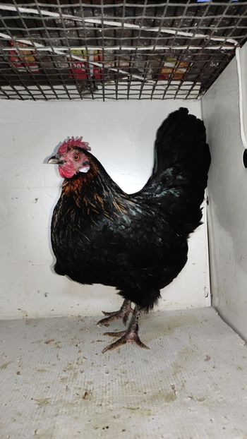 vanduta - De vanzare gainuse mi de flori