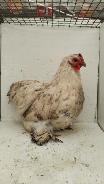 vanduta - De vanzare gainuse mi de flori