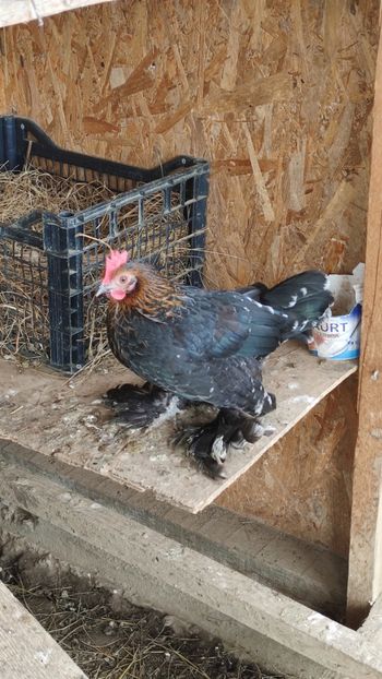  - De vanzare gainuse mi de flori