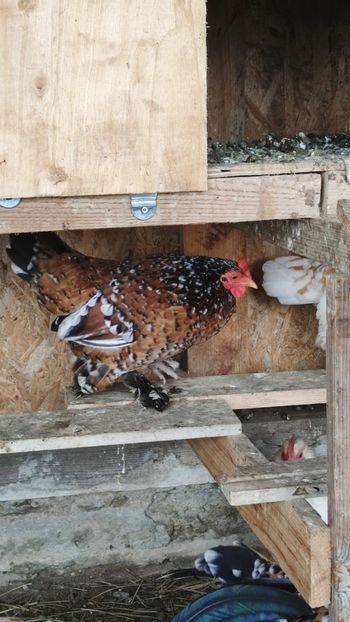 vanduta - De vanzare gainuse mi de flori