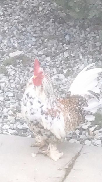 vandut - De vanzare gainuse mi de flori