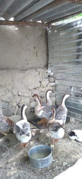  - Boboci de gâscă leșească 2021