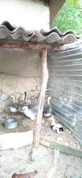  - Boboci de gâscă leșească 2021