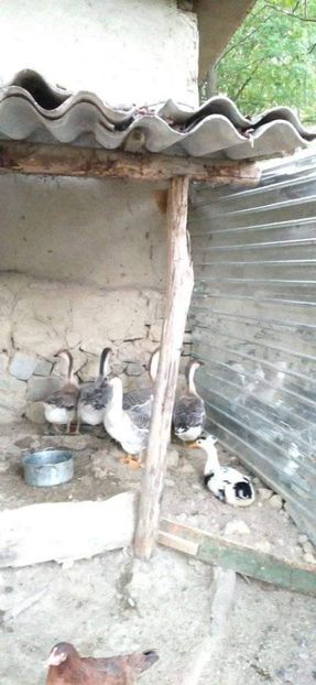  - Boboci de gâscă leșească 2021