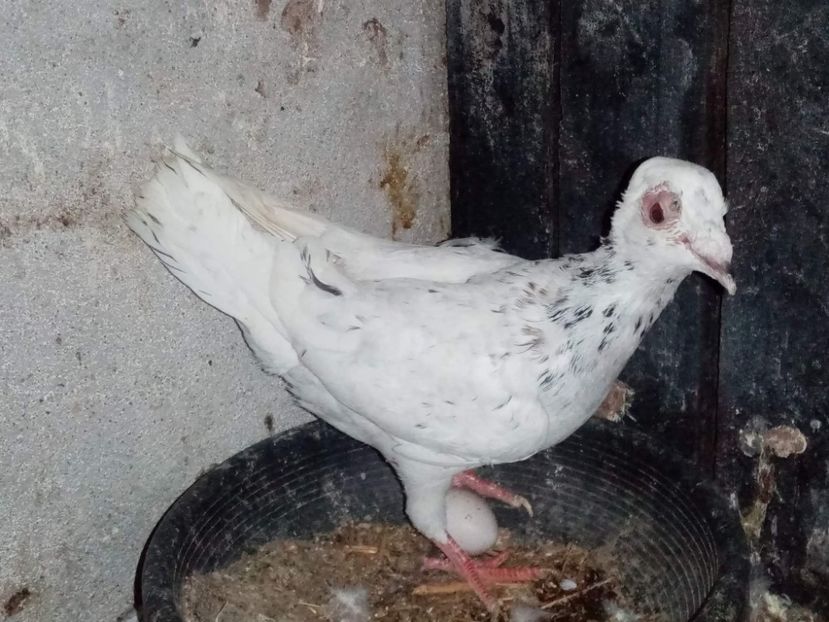 received_433682885454177 - Pui de porumbei voiajori 2022