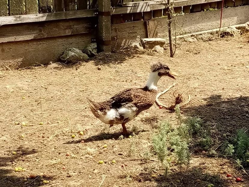 received_250882866803935 - Boboci de rață românească moțată 2021