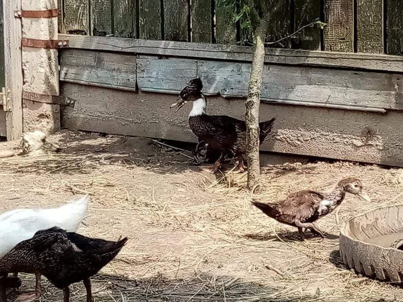 received_243840593787279 - Boboci de rață românească moțată 2021