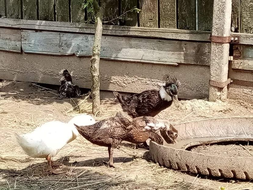 received_329259045551949 - Boboci de rață românească moțată 2021