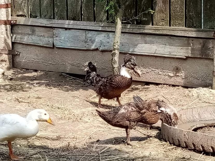 received_527172091771163 - Boboci de rață românească moțată 2021