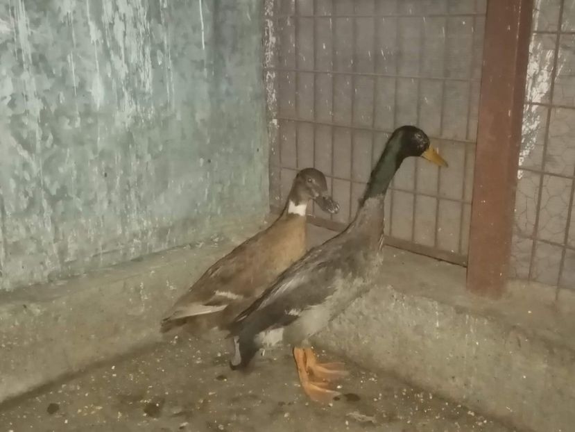 received_212683530553646 - Matca de rațe alergătoare indiene 2021